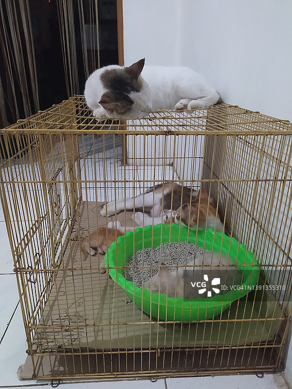 猫和小猫睡在笼子里图片素材