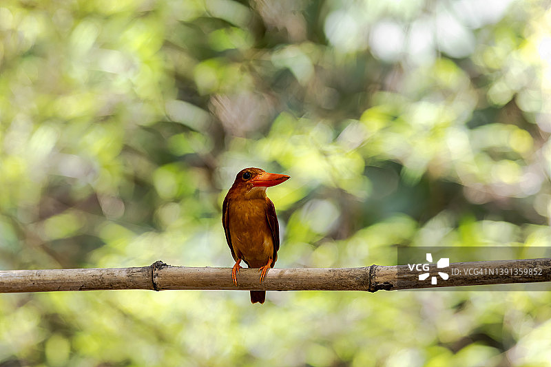 红翠鸟(halcyon coromanda)美丽的鸟栖息在树枝与模糊的背景图片素材