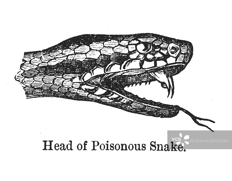 古老的蛇头插图图片素材