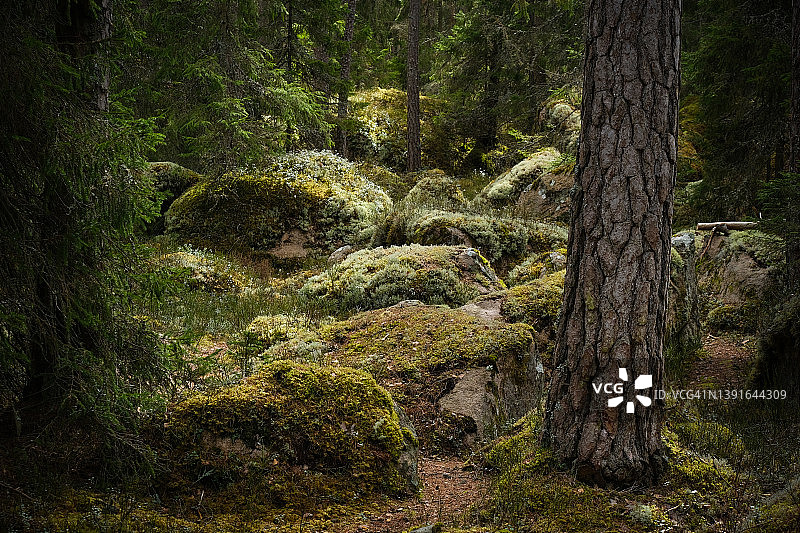 森林环境在原始森林的春天白天图片素材