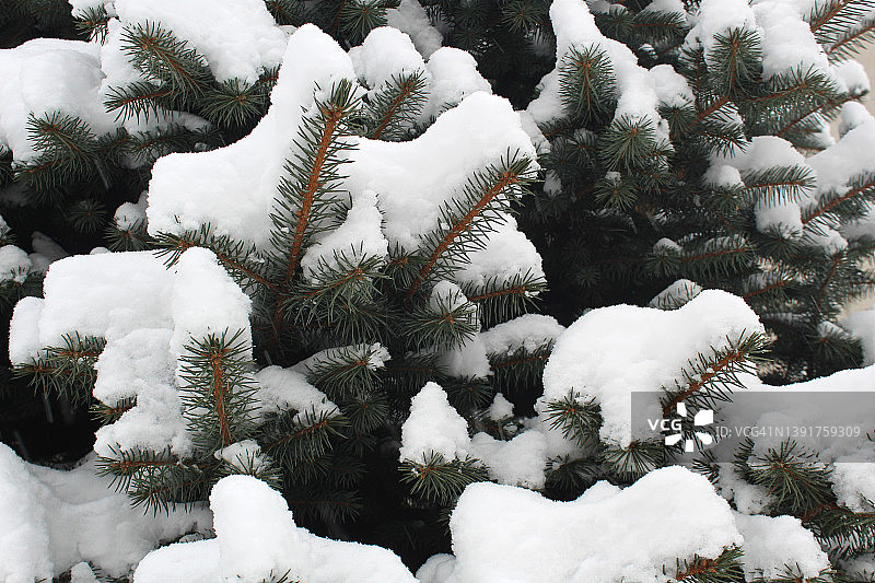 冷杉树枝在冬天被雪覆盖。图片素材