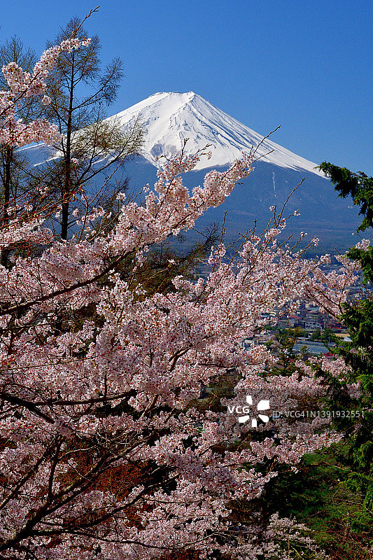 富士山和樱花;从藤吉田荒山森根公园眺望图片素材