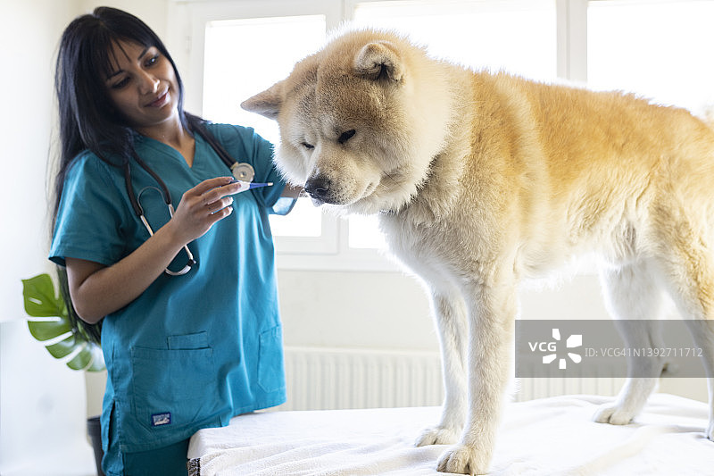 拉丁女子兽医照顾生病的狗图片素材