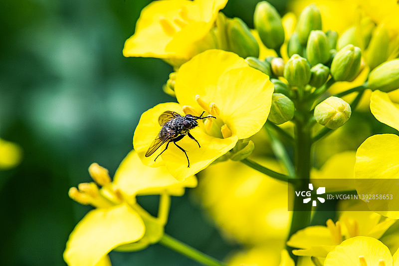 油菜花和食蚜蝇图片素材