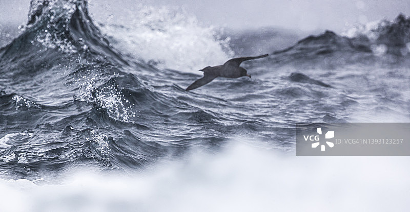 海鸥飞过波涛汹涌的海洋图片素材