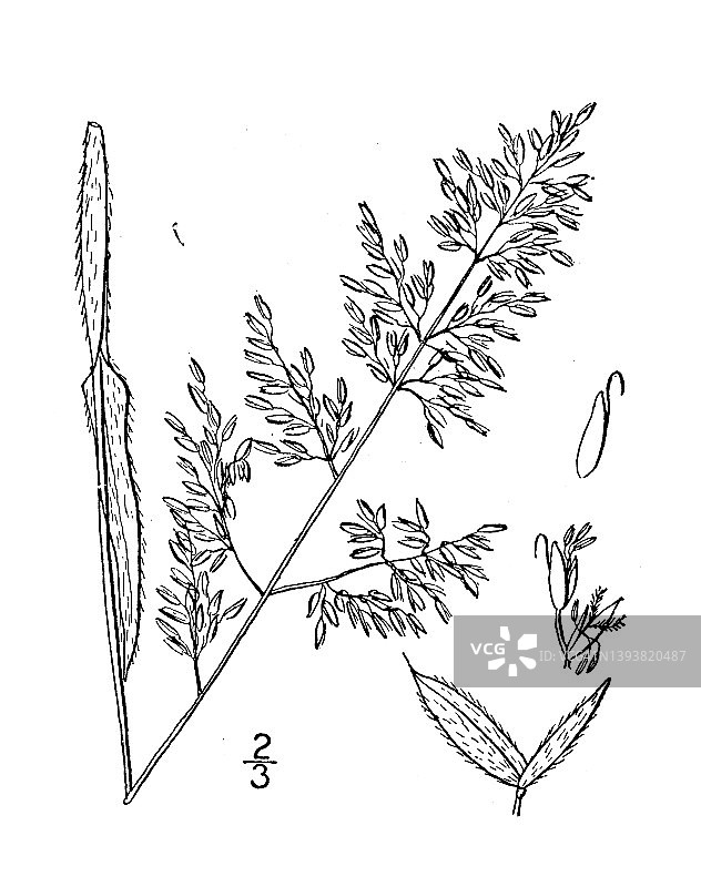 古植物学植物插图:Holcus Lanatus, Velvet-grass, Meadow软草图片素材