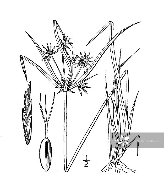 古植物学植物插图:香附、鲍德温香附图片素材