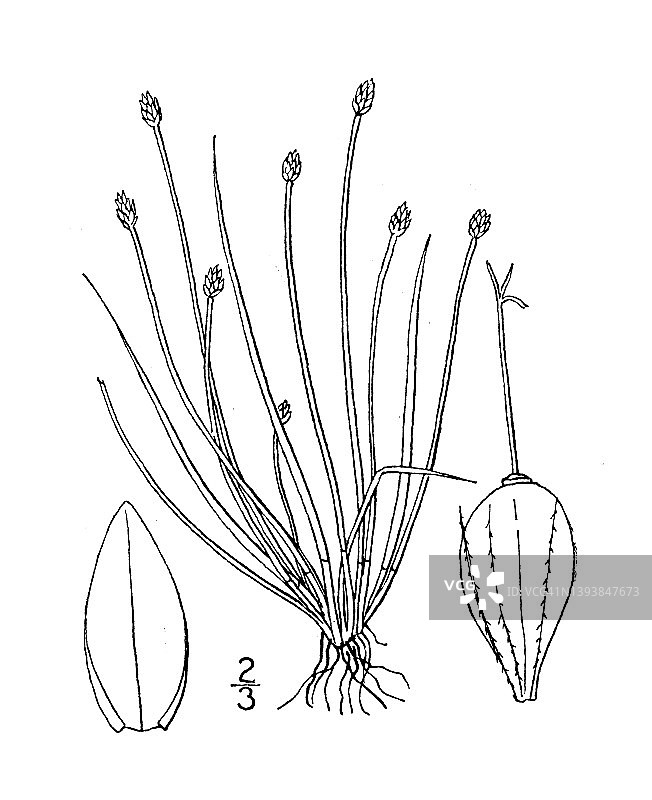 古植物学植物插图:Eleocharis atropurpurea，紫色穗蒲草图片素材