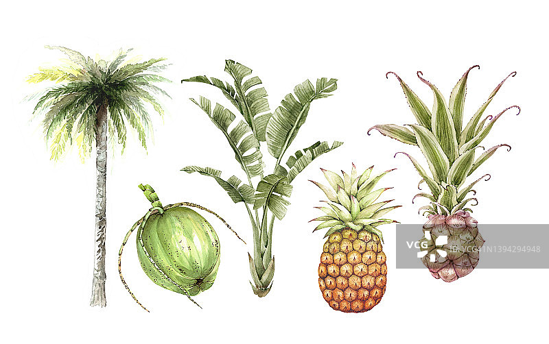 一套水彩热带插图的花，植物和水果在白色的背景。手画。图片素材