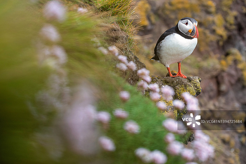 冰岛拉特拉堡海岸上美丽的海雀，野生动物图片素材