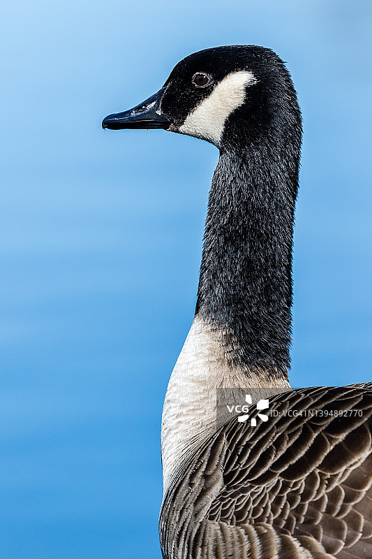 加拿大鹅的肖像图片素材
