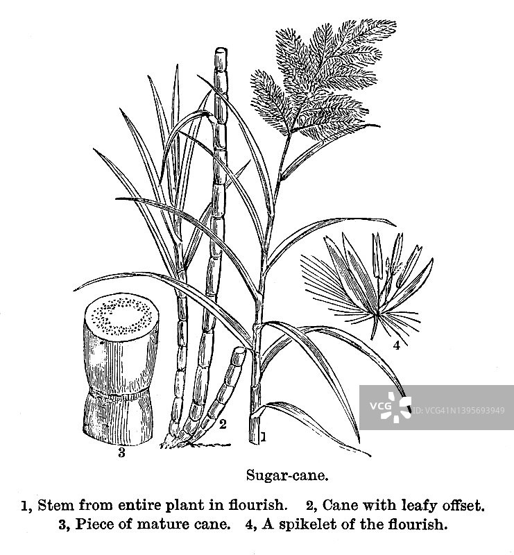 古老的雕刻插图甘蔗-草和他们的盟友图片素材