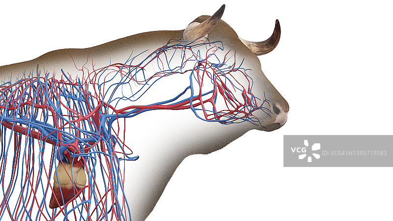 牛血管系统，插图图片素材