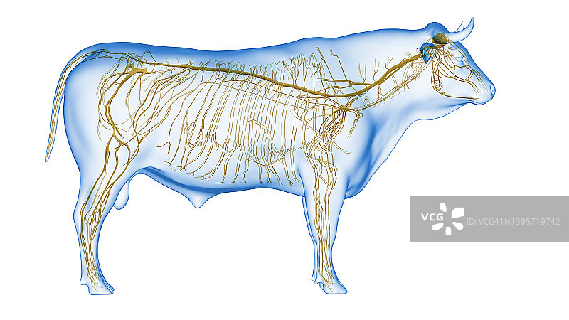 牛的神经系统，图解图片素材
