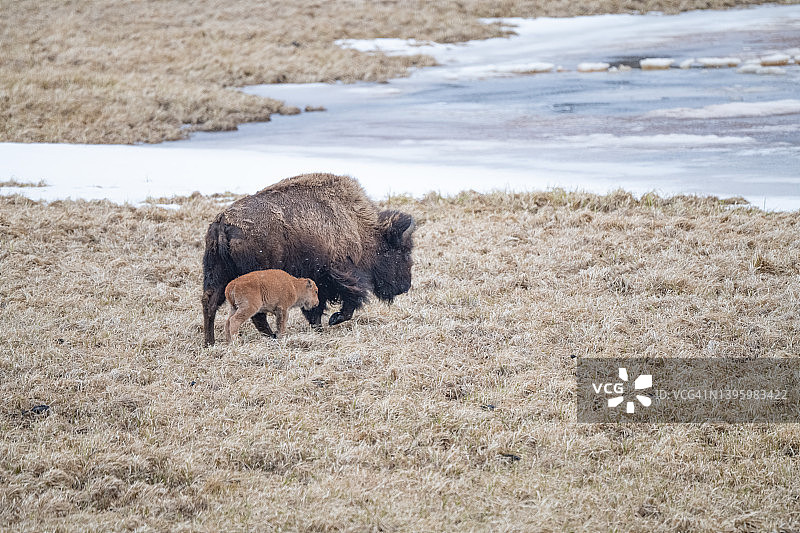 野牛或水牛带着刚出生的幼崽在春雪中凛冽的寒风中行走图片素材