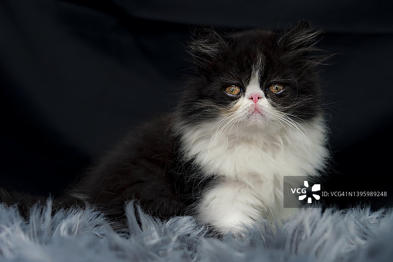 黑色-白色波斯小猫看着相机图片素材