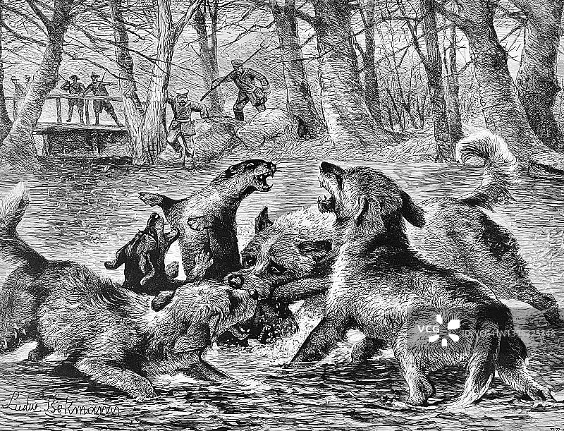 人和狗在捕猎水獭图片素材