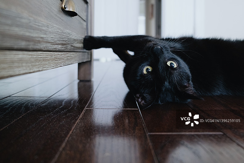 黑猫在卧室地板上伸展图片素材