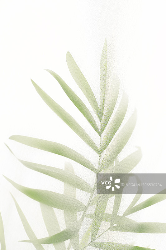 抽象剪影影白色背景的自然树叶棕榈树枝落在墙上。热带树叶的透明模糊的阴影图片素材