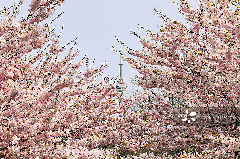 多伦多樱花盛开的粉红色乐趣图片素材