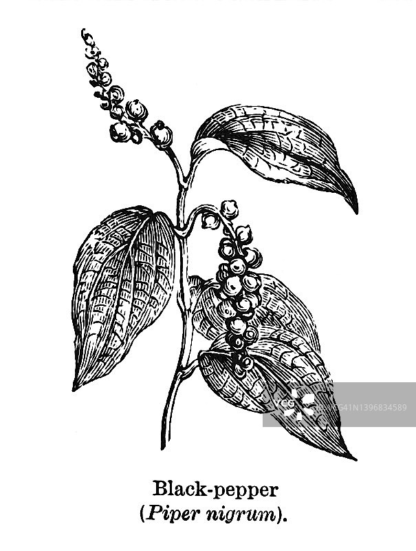 古老的黑胡椒雕刻插图-(黑胡椒)图片素材