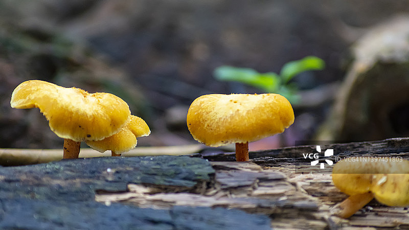 热带雨林中的蘑菇图片素材