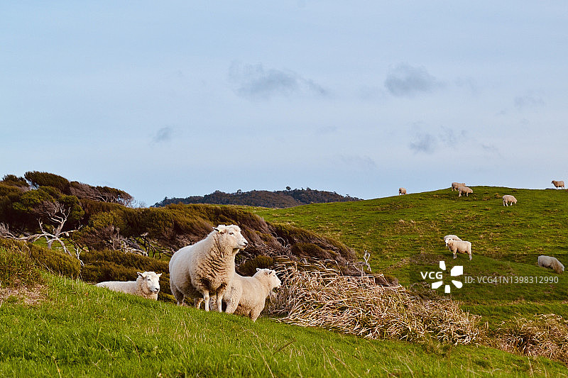 新西兰牧场上的羊图片素材