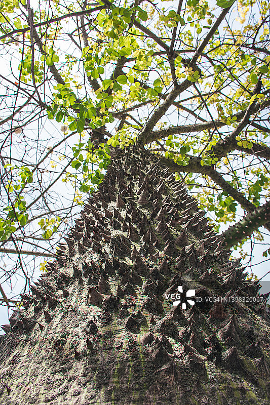 穗状棉树树干的POV图片素材