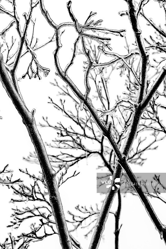 美国宾夕法尼亚州，冰雪覆盖树枝的艺术图片素材