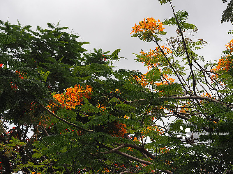 黄红花Flam-boyant，火焰树，皇家Poinciana Delonix rega (Bojer) Raf。园林自然背景中盛开的树木图片素材