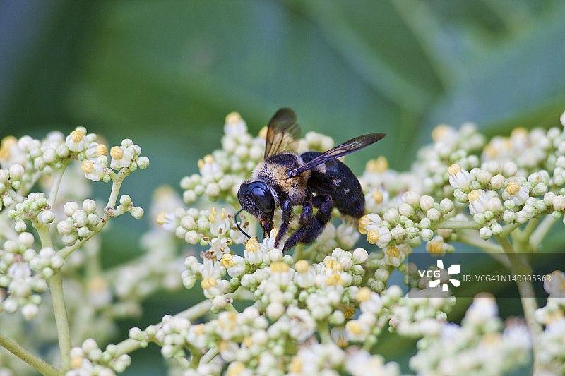 蜜蜂与植物图片素材