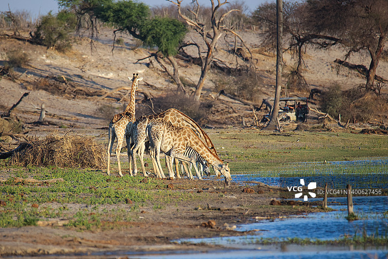长颈鹿饮酒;博茨瓦纳的Makgadikgadi pan国家公园图片素材