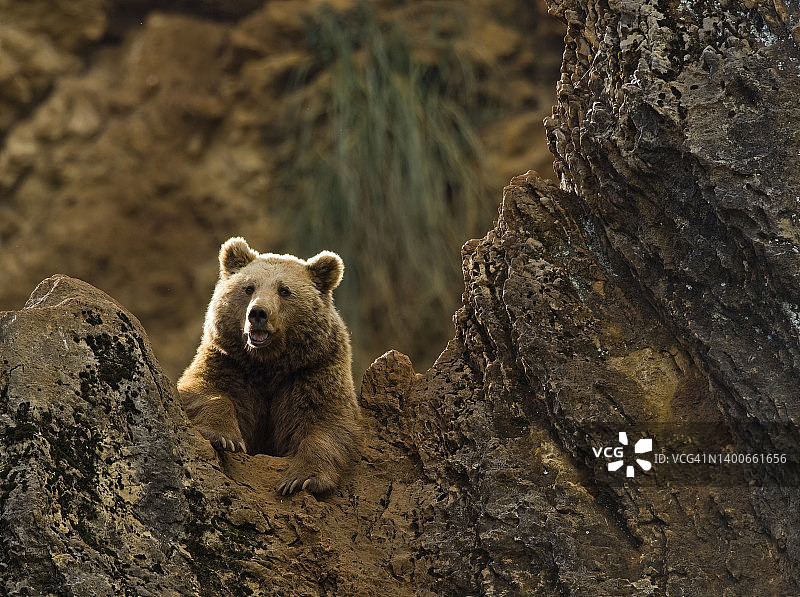 一只雌性棕熊从岩石后面探出头来，背光照亮了它的轮廓。熊属arctos。图片素材