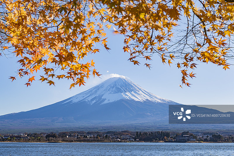 日本的富士山和秋天的川口湖金色的枫叶图片素材