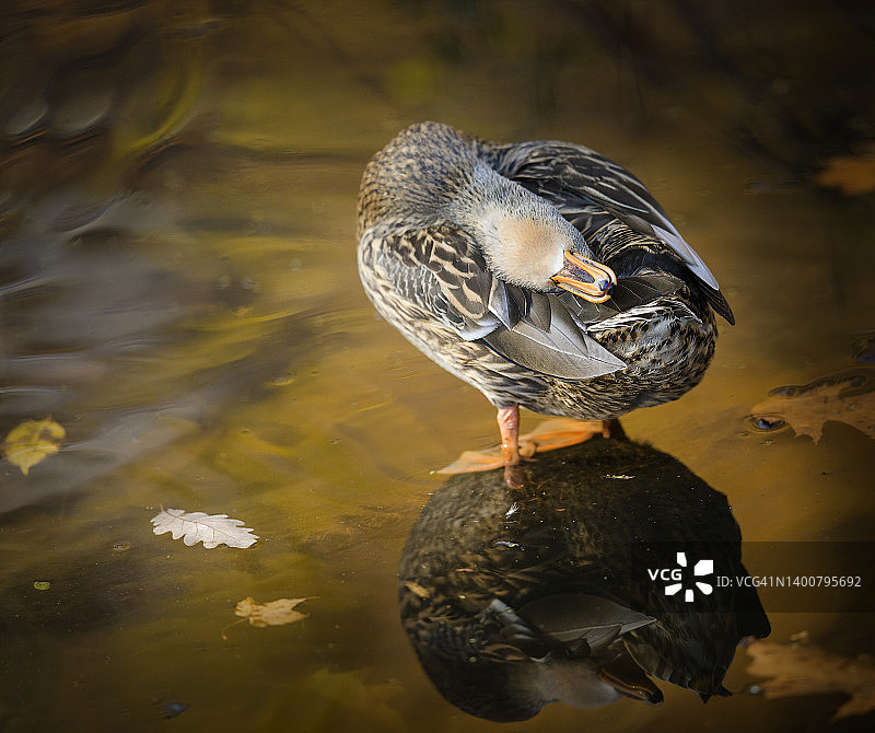 可爱的雌绿头鸭摆姿势与秋天的倒影图片素材