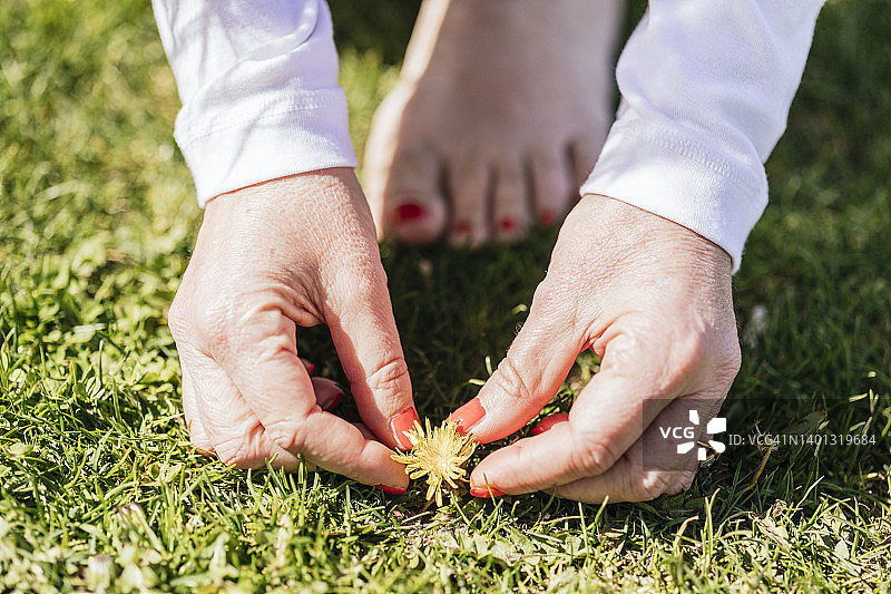 阳光明媚的日子里，从草地上摘花的女人的手图片素材