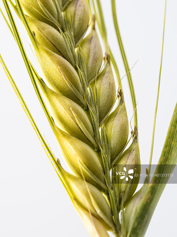 特写的小麦穗在春天的白色背景。图片素材