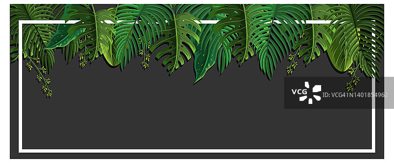 热带植物模板的水平框架图片素材
