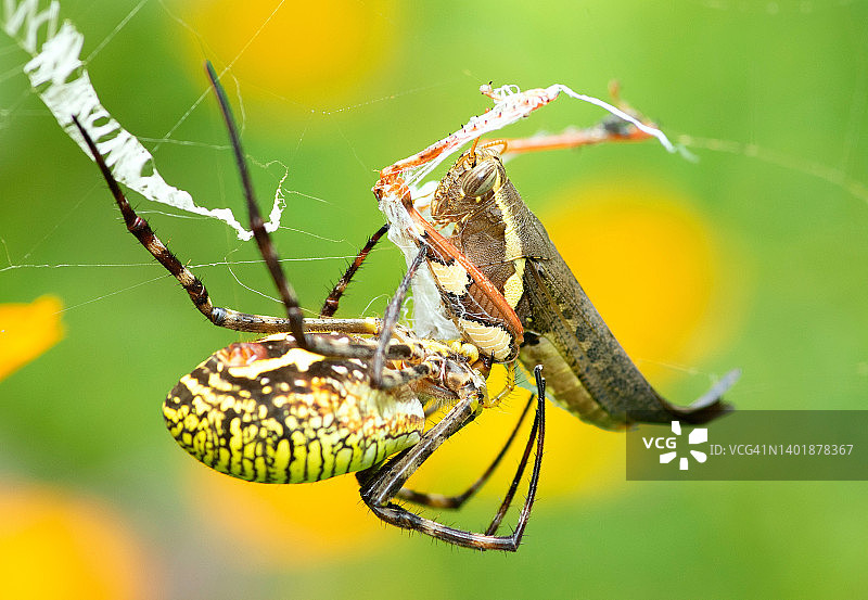 黄蜘蛛用它的网包裹蚱蜢——动物的行为。图片素材