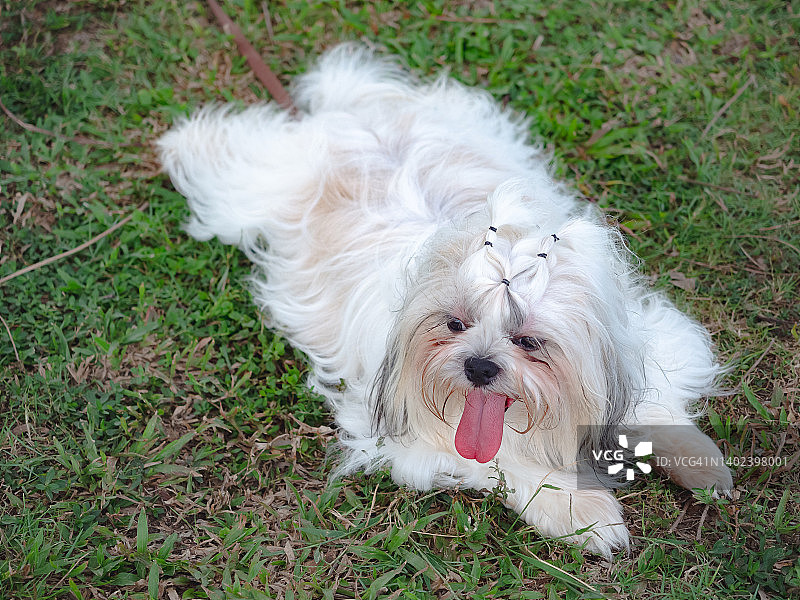 西施犬在草地上玩耍后休息。图片素材