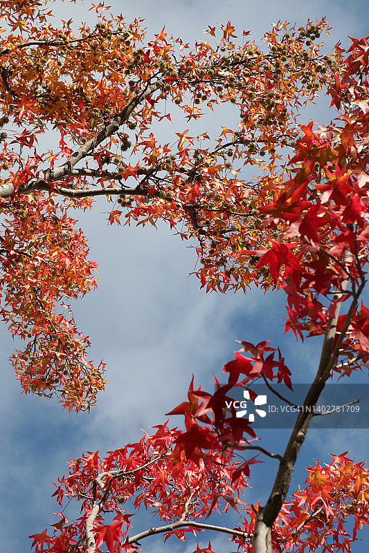 红琥珀色的叶子图片素材