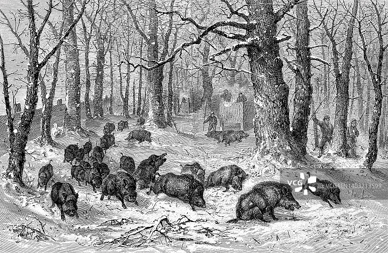 在维也纳附近白雪覆盖的蒂尔加滕猎野猪图片素材