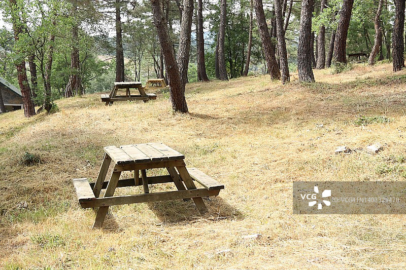 林地野餐桌，绿叶和鲜花图片素材