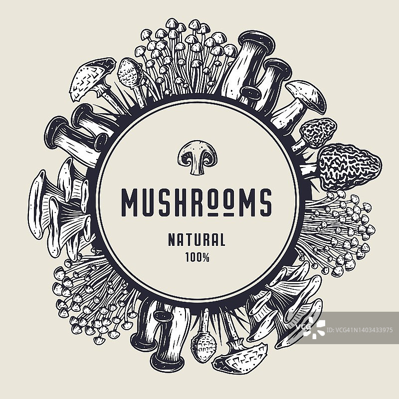 秋季森林蘑菇采摘，素食菜单框架图片素材