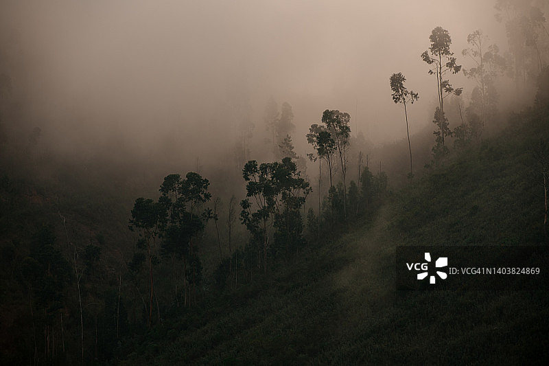 美丽的针叶林和树木在浓密的雾山坡上。图片素材