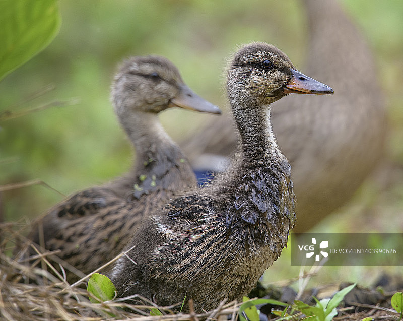 宾夕法尼亚州切斯特县池塘边的青春期小鸭子图片素材