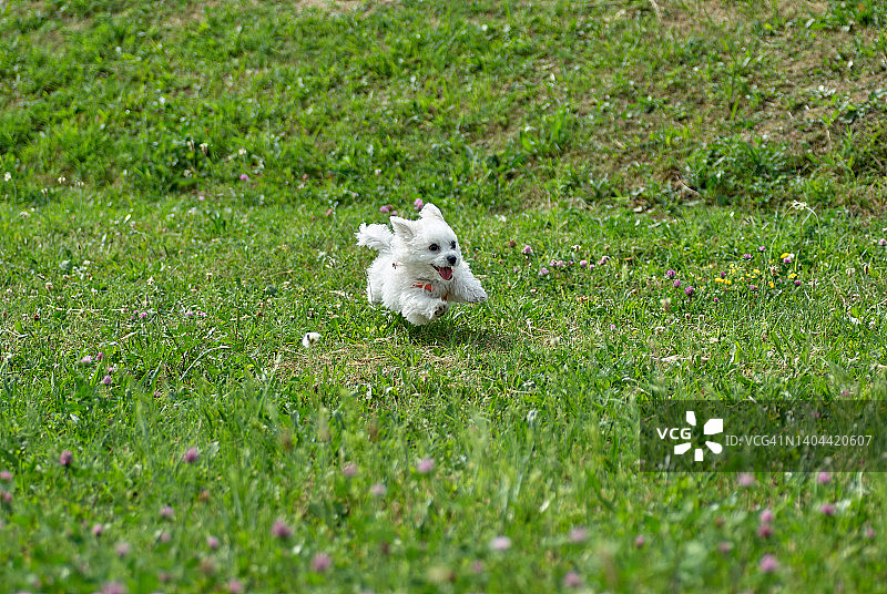 狗在绿色的草地上玩耍图片素材