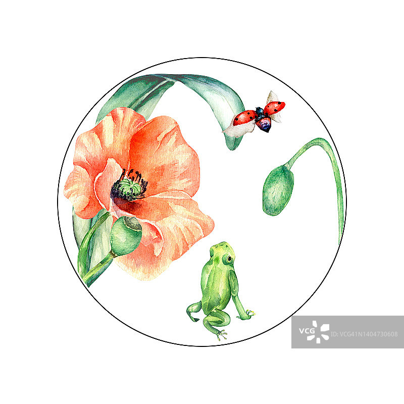 圆形框架与青蛙，瓢虫和罂粟水彩插图在白色图片素材