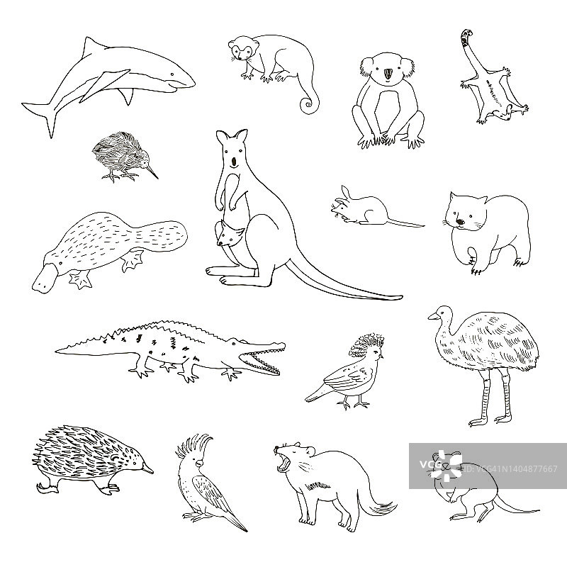 澳大利亚动物矢量插图集图片素材