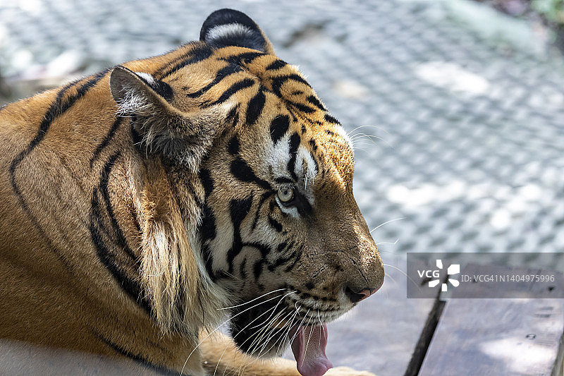 在泰国的一个炎热的日子里，一只老虎伸出舌头降温，头部朝右的照片。图片素材